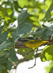 Yellow Warbler